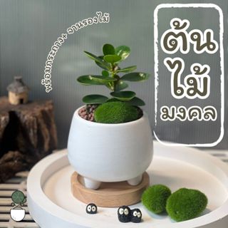 ต้นไม้มงคล กระถางดินเผากระถางนมวัวทรงมินิมอลง+พร้อมจานรองไม้…