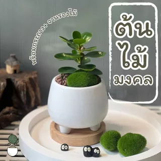 ต้นไม้มงคล กระถางดินเผากระถางนมวัวทรงมินิมอลง+พร้อมจานรองไม้ ต้นไม้จริง ต้นไม้สำหรับของขวัญ ต้นไม้ตกแต่งบ้าน ไม้ฟอกอากาศ
