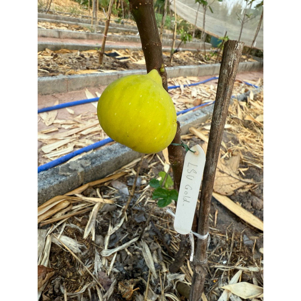 กิ่งสด มะเดื่อฝรั่ง (สำหรับปักชำ-ติดตา-เสียบยอด) รวมสายพันธุ์ เลือกซื้อใน “ตัวเลือกสินค้า” - รูปที่ 4