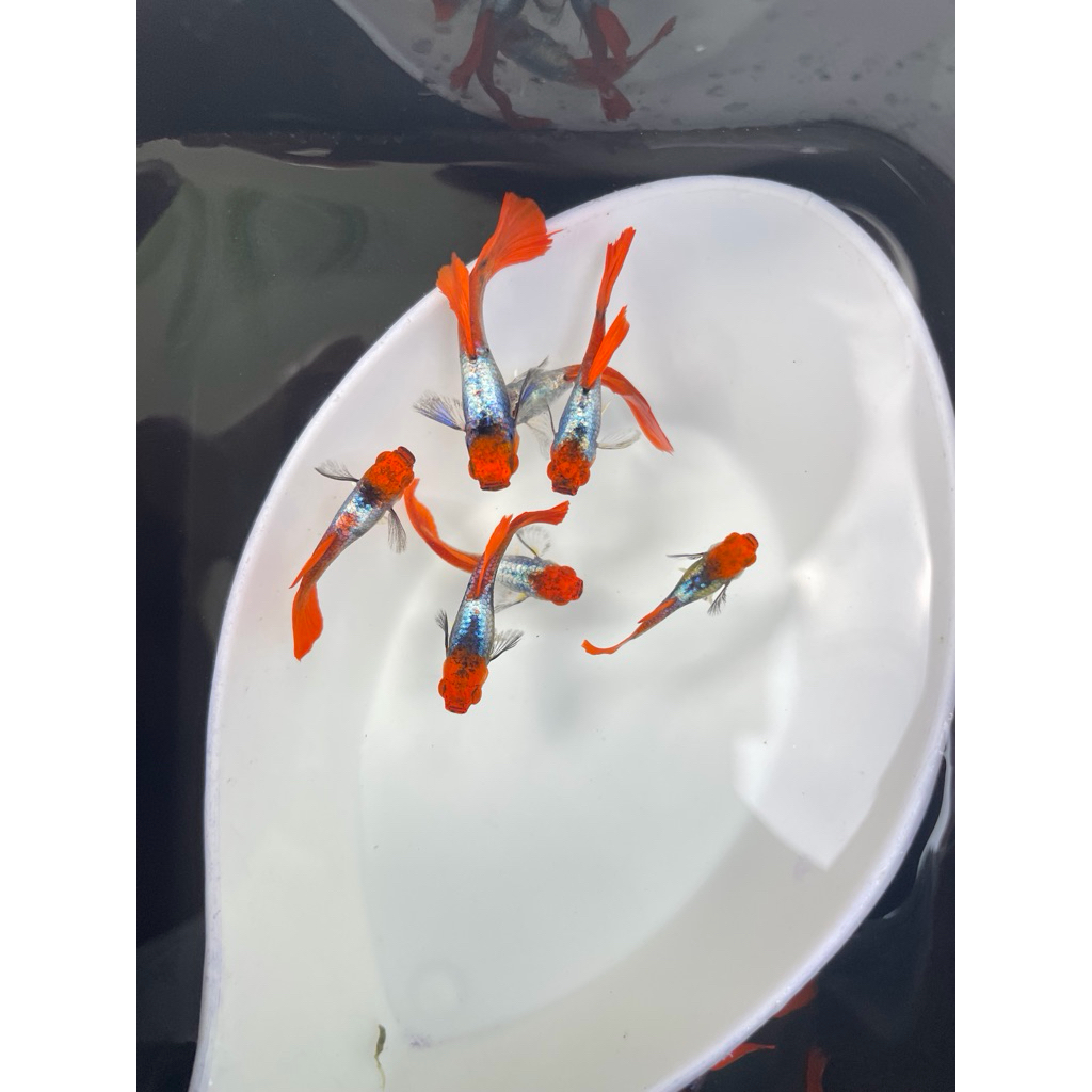 ตันโจแพทตินั่ม koi 1 คู่