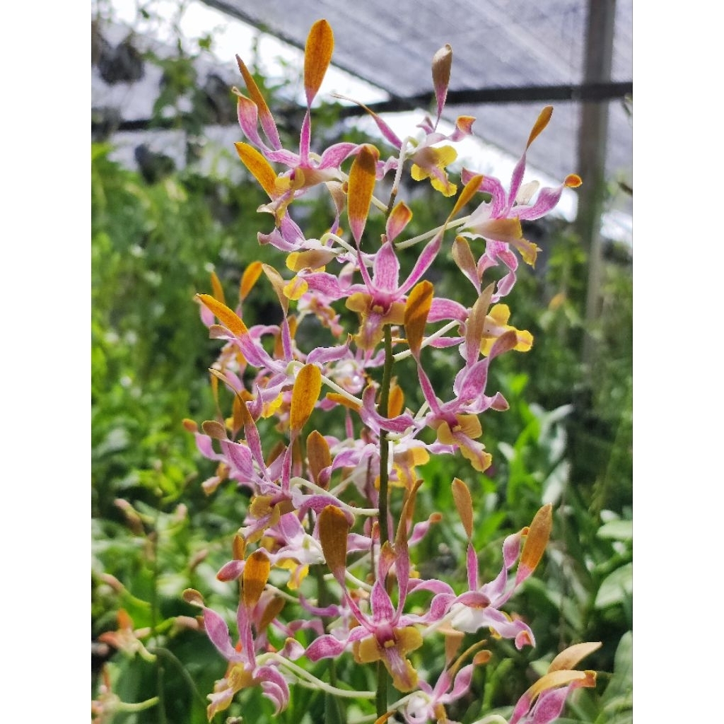 หวายหูกระต่าย​น่ารัก​ เซนจูรี่​  ออกดอกง่าย รุ่นใกล้ออกดอกนะคะ