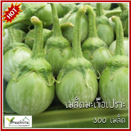 300 เมล็ด มะเขือเปราะ เมล็ดมะเขือเปราะ มะเขือ เมล็ดมะเขือ มะเขือเจ้าพระยา