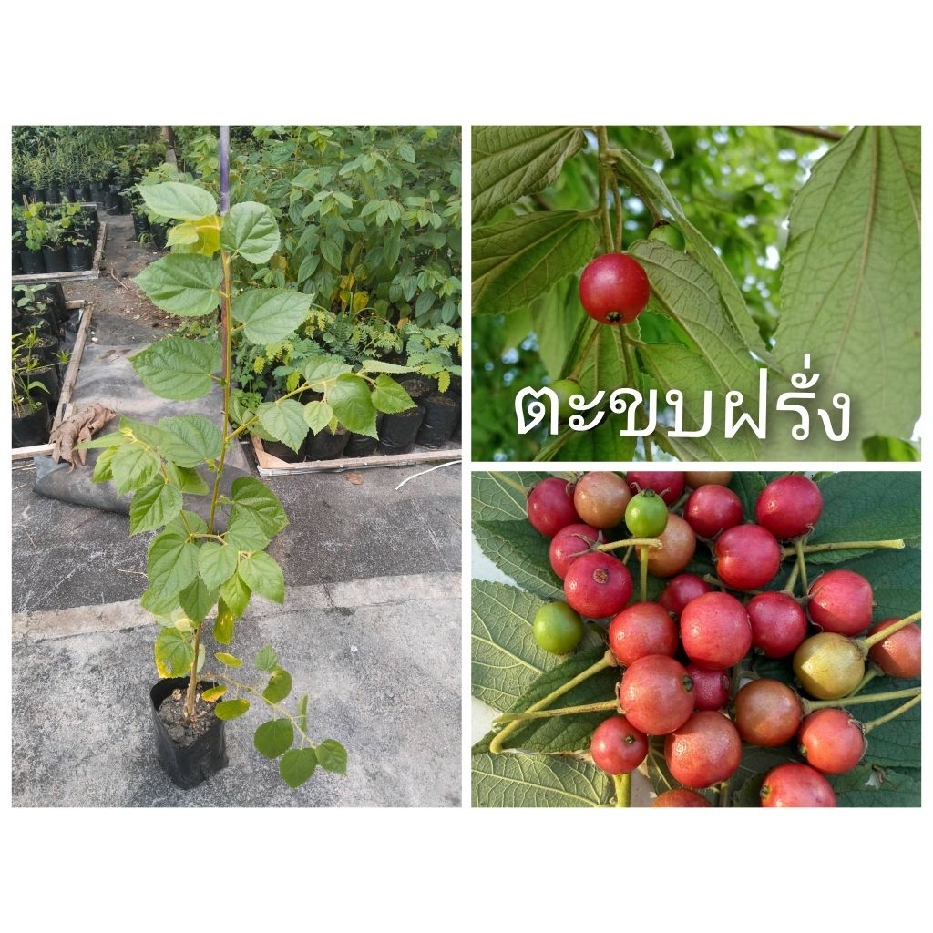 ตะขบฝรั่ง 1 ชุด 2 ต้น 100 บาท(ความสูง 1 เมตร)สำหรับปลูก