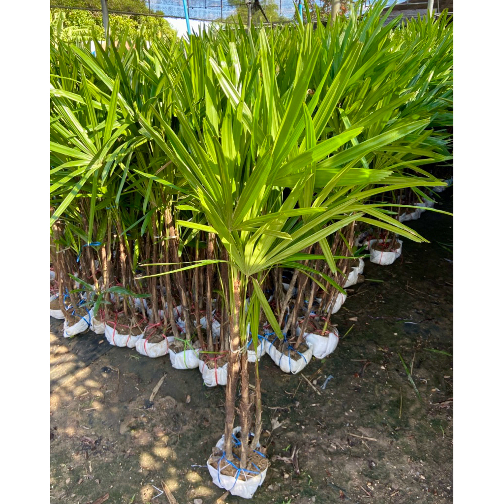 ต้นจั๋ง จั๋งเชียงใหม่ (Lady palm) สูง 1 เมตร+ ฟอร์มสวยๆ ทนทานมาก “กอละ 3-4 ต้น” ไม้ฟอกอากาศ ยอดนิยม🥰