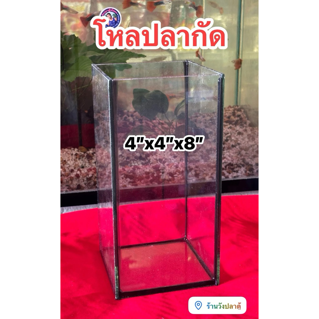 โหลปลากัด4“x4”x8” กาวดำและกาวใส
