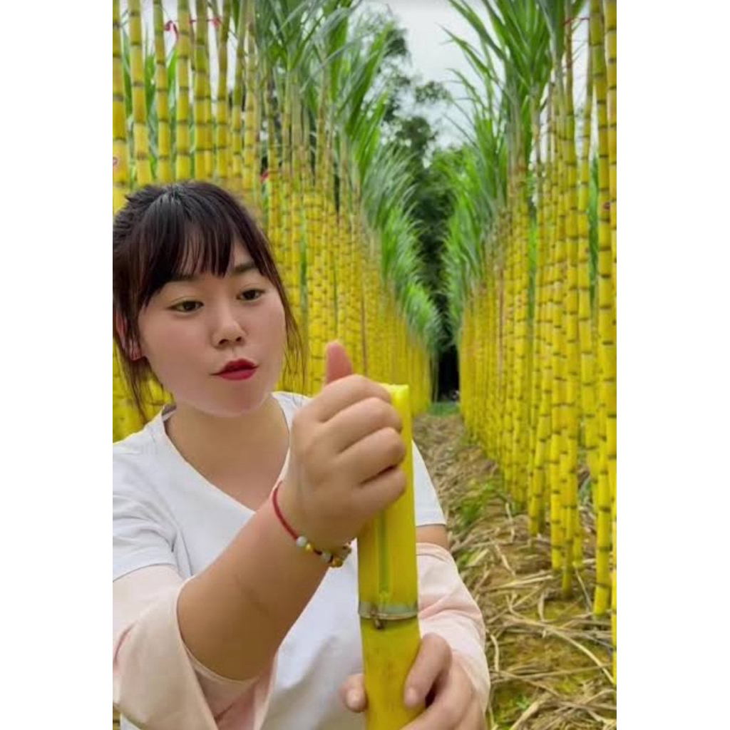 อ้อยสีทองยูนนาน  หวาน กรอบ สายพันธุ์แท้ 100% เป็นต้นและท่อนพันธุ์ ปลูกง่าย