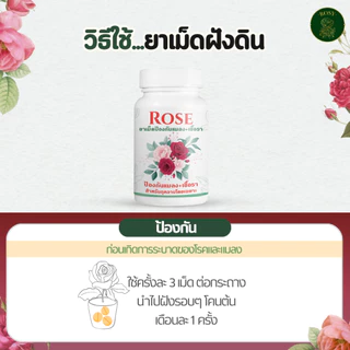 Rosy เซ็ทคู่หูยาเม็ดฝังดิน + สเปรย์ [เลือกสูตรได้] คุมโรคและแมลงนาน 1 เดือน เพลี้ยไฟ เชื้อรา บำรุงกุหลาบ ปุ๋ยกุหลาบ
