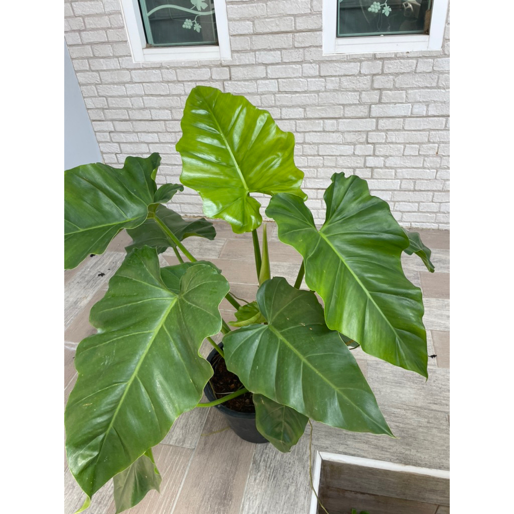 ฟิโลหูช้าง (Giant Philodendron) ไม้ในร่ม ไม้ฟอกอากาศ ไม้จัดสวน กระถาง11”