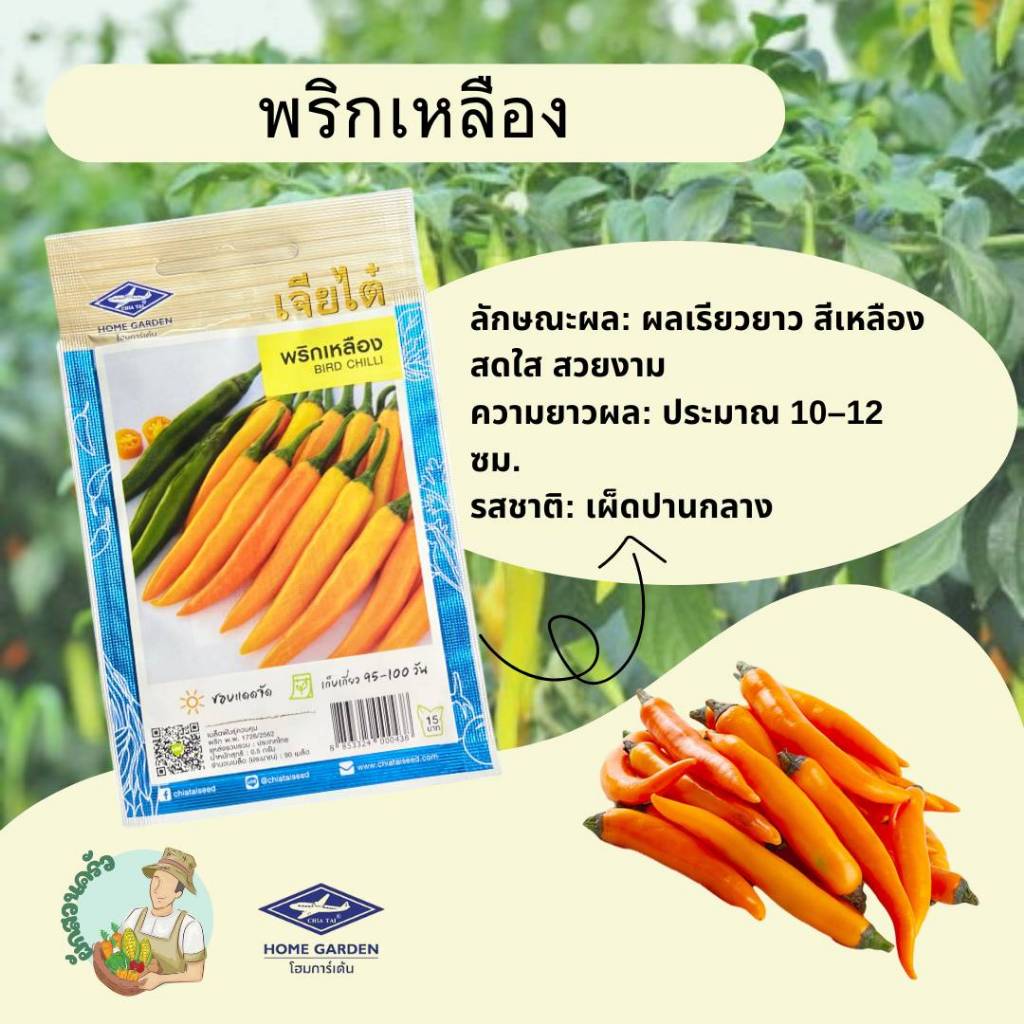 พริกเหลือง CT/OP-118 ผักซองเจียไต๋ พริก เมล็ดพันธุ์ เมล็ดพันธุ์ผักสวนครัว ผักเจียไต๋ ประมาณ 90 เมล็ด