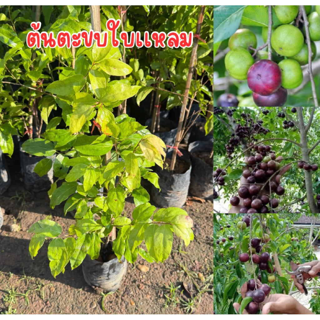 ต้นตะขบยักษ์ใบเเหลม ต้นสูง50เซน พร้อมปลูก