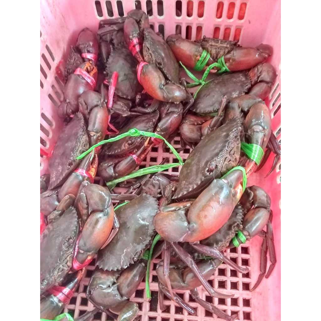 ปูเนื้อ ไซส์9-10ตัวโล   คัดเนื้อแน่นๆปูธรรมชาติ