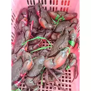 ปูเนื้อ ไซส์9-10ตัวโล คัดเนื้อแน่นๆปูธรรมชาติ หน้าร้านอยู่ กทม