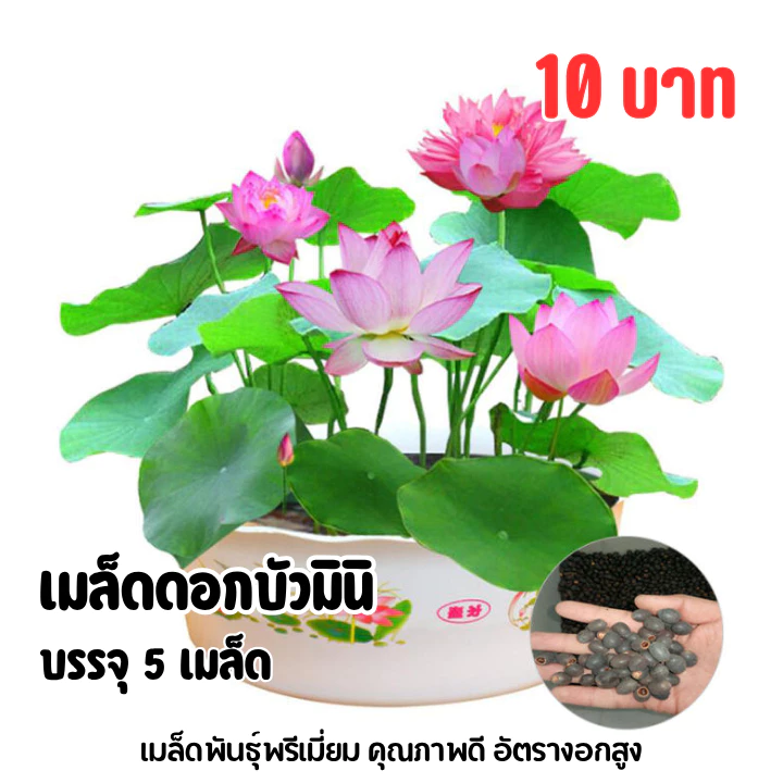 เมล็ดบัวมินิ (บัวแคระ) บรรจุ 5 เมล็ด