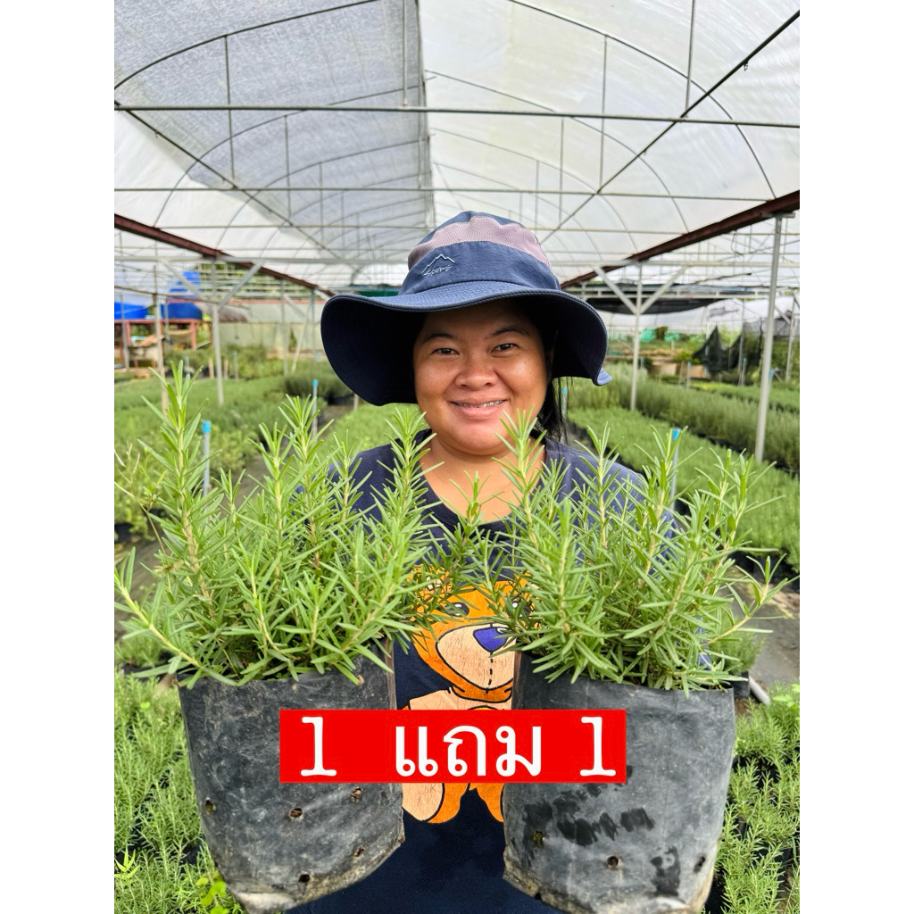 📌 ต้นโรสแมรี่ แบบถุง  ซื้อ1 แถม 1 = 2 🌱🌱🌱🌱