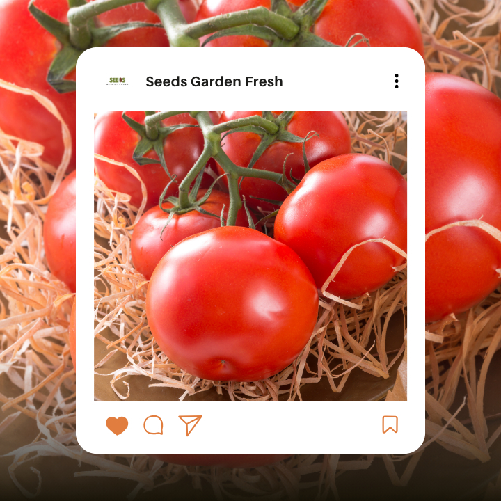 เมล็ดมะเขือเทศเชอร์รี่ บรรจุ 100 เมล็ด - รูปที่ 2