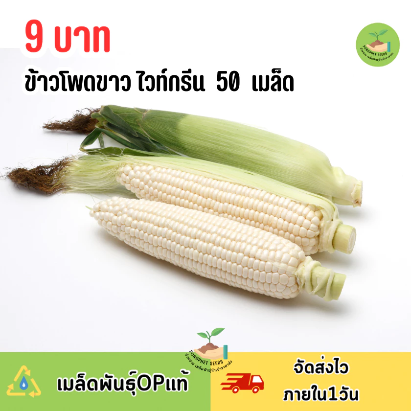 9 บาท ข้าวโพดขาว ไวท์กรีน 50 เมล็ด