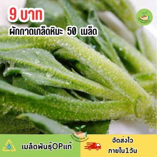9 บาท เมล็ดพันธุ์ผักกาดเกล็ดหิมะ 50 เมล็ด