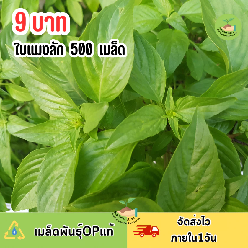 9 บาท เมล็ดพันธุ์ใบแมงลัก 500 เมล็ด