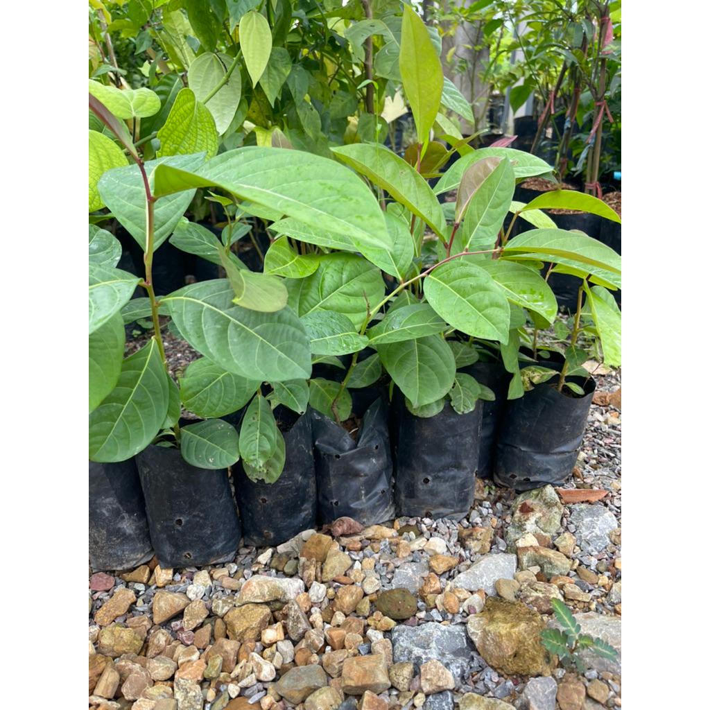 ต้นมันปู กินยอด กินใบ ใบอ่อนสีแดง กินแกล้มอาหารเผ็ด น้ำพริก - รูปที่ 2