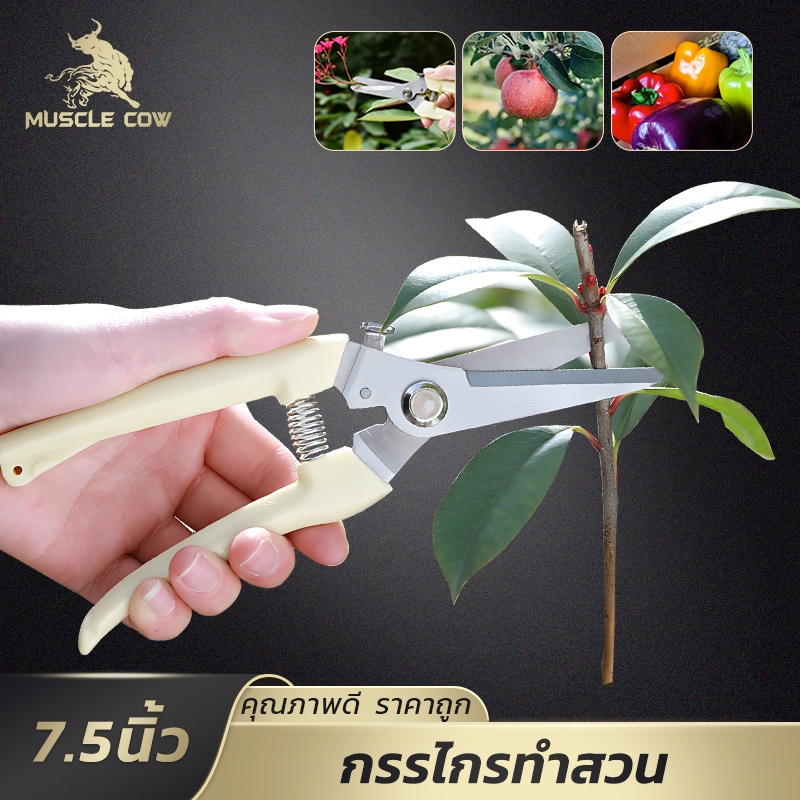 MUSCLE COW กรรไกรตัดแต่งกิ่ง ด้ามจับถนัดมือ เหมาะสำหรับตัดผักผลไม้ งานสวนทุกชนิด