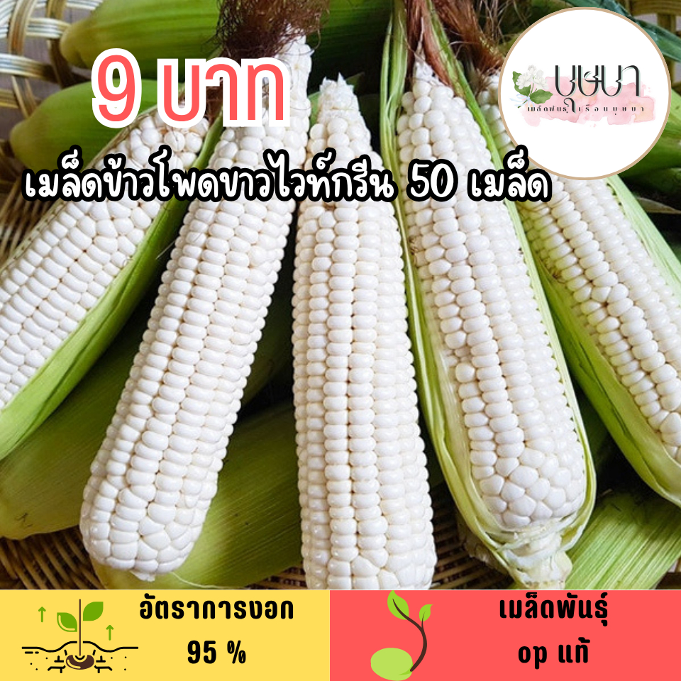 เมล็ดข้าวโพดขาว ไวท์กรีน 50 เมล็ด