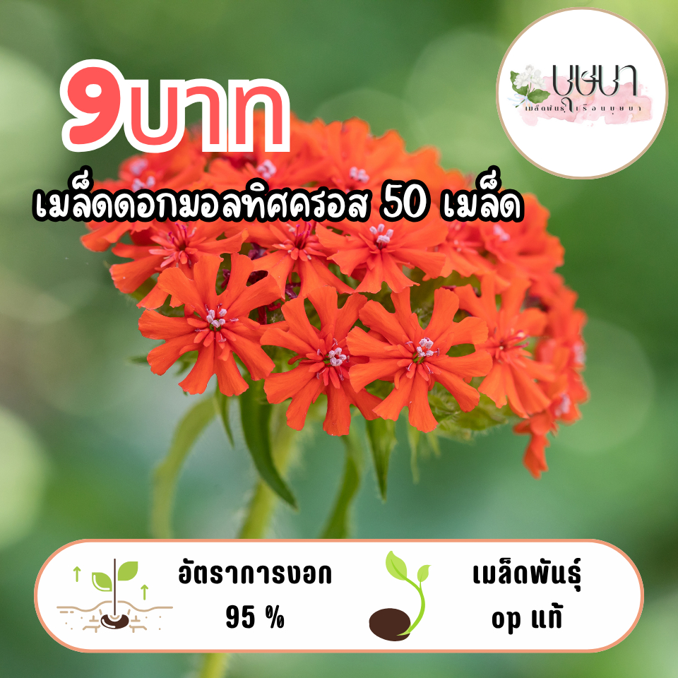 เมล็ดดอกมอลทิศครอส 50 เมล็ด
