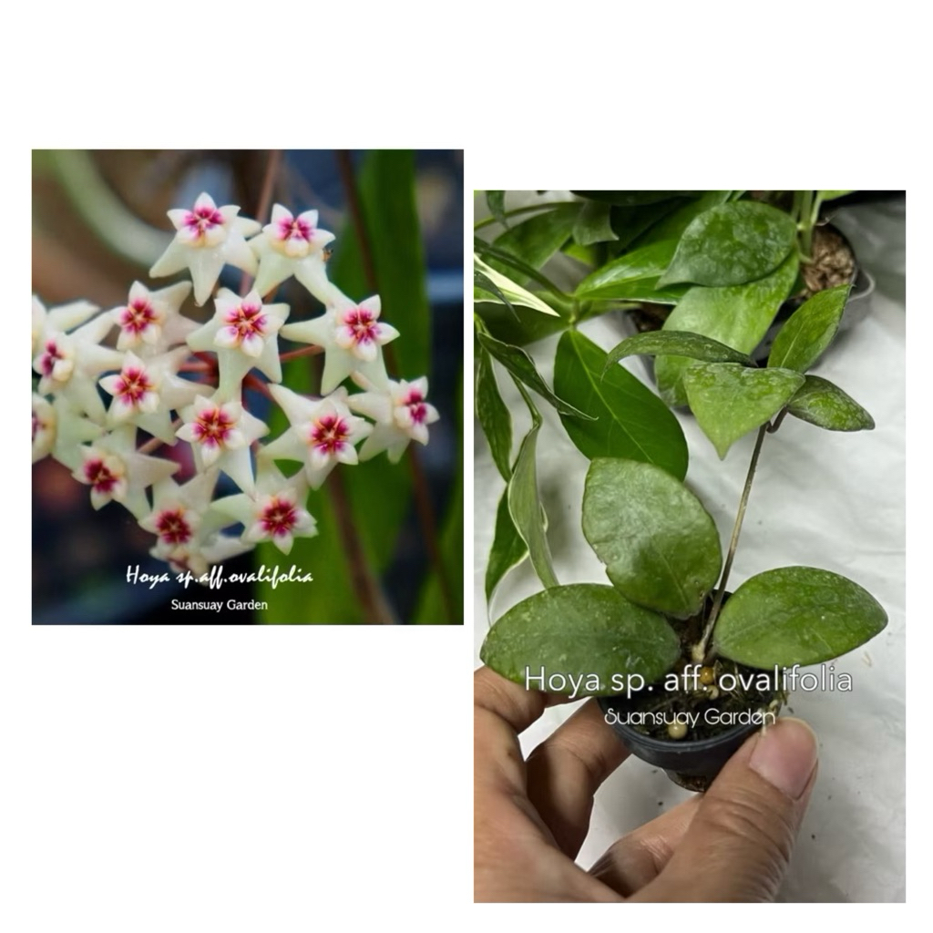 Hoya sp. aff. ovalifolia โฮยาดอกขาวมงกุฎแดง ใบกลมสวย เป็นไม้เก่าที่น่าเก็บอีกตัวค่ะ จัดส่งในกระถางขนาด 1 นิ้ว