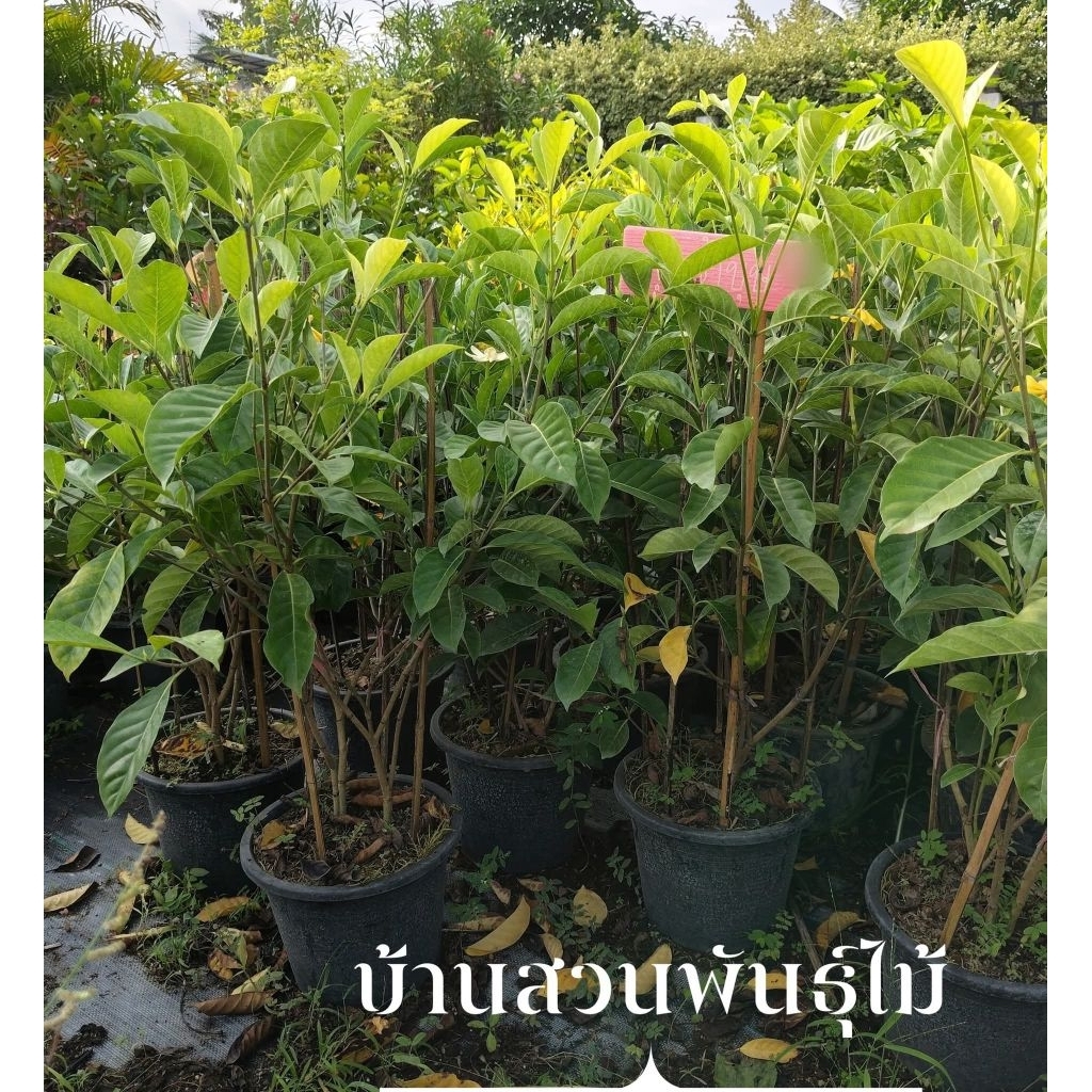 ต้นพุดน้ำบุษย์ ต้นสูง 70-90 ซม. กระถาง 10 นิ้ว