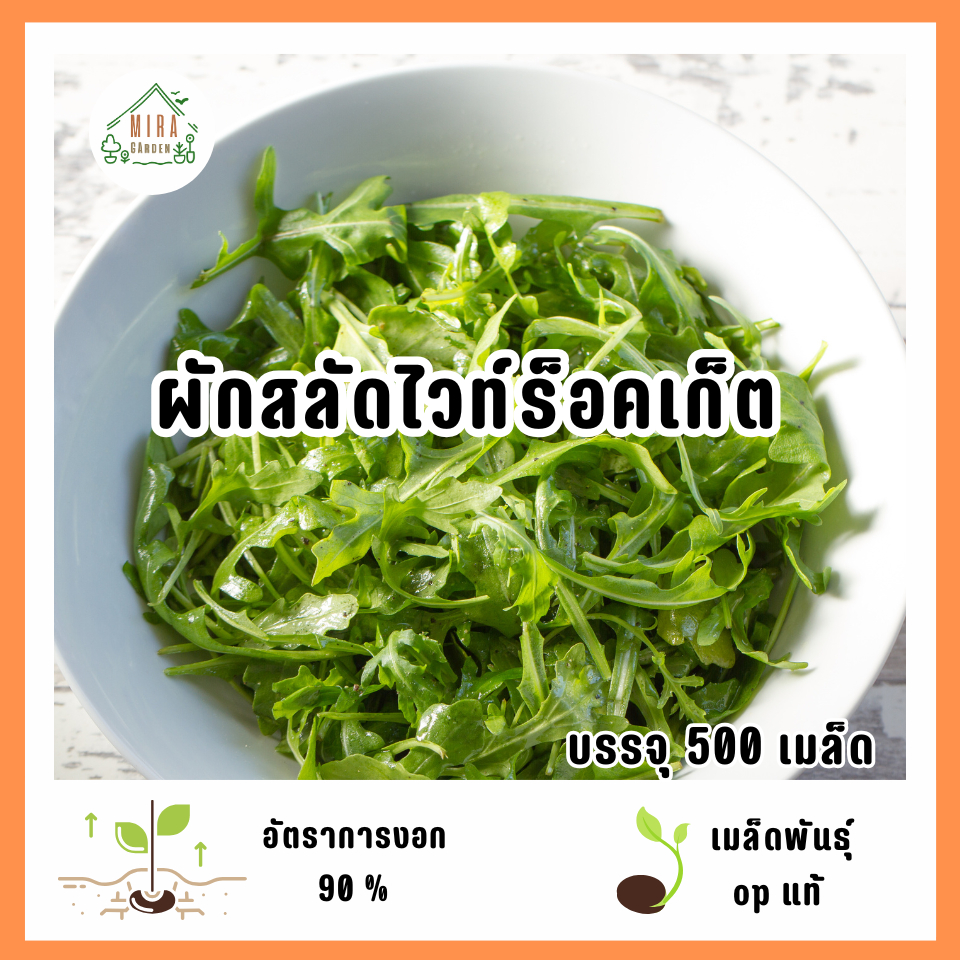 เมล็ดพันธุ์ผักสลัดไวท์ร็อคเก็ต 500 เมล็ด