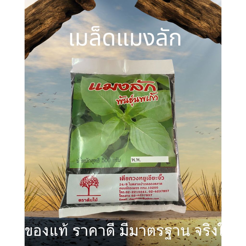 เมล็ดแมงลัก พันธุ์นพเก้า(เกรดดีที่สุด งอกไวแน่นอน เมล็ดพันธุ์คุณภาพสูง คัดพิเศษ อัตราการงอกสูง) 500g