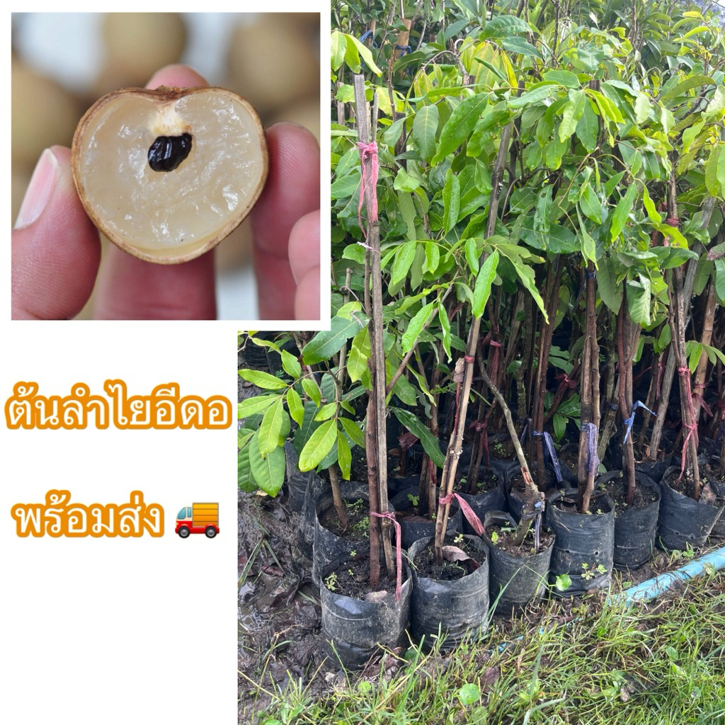 ต้นลำไยอีดอ ตอนกิ่ง ขนาด80-90ซม. เนื้อเยอะ รสหวานอร่อย ผลดก ปลูกง่ายโตไว