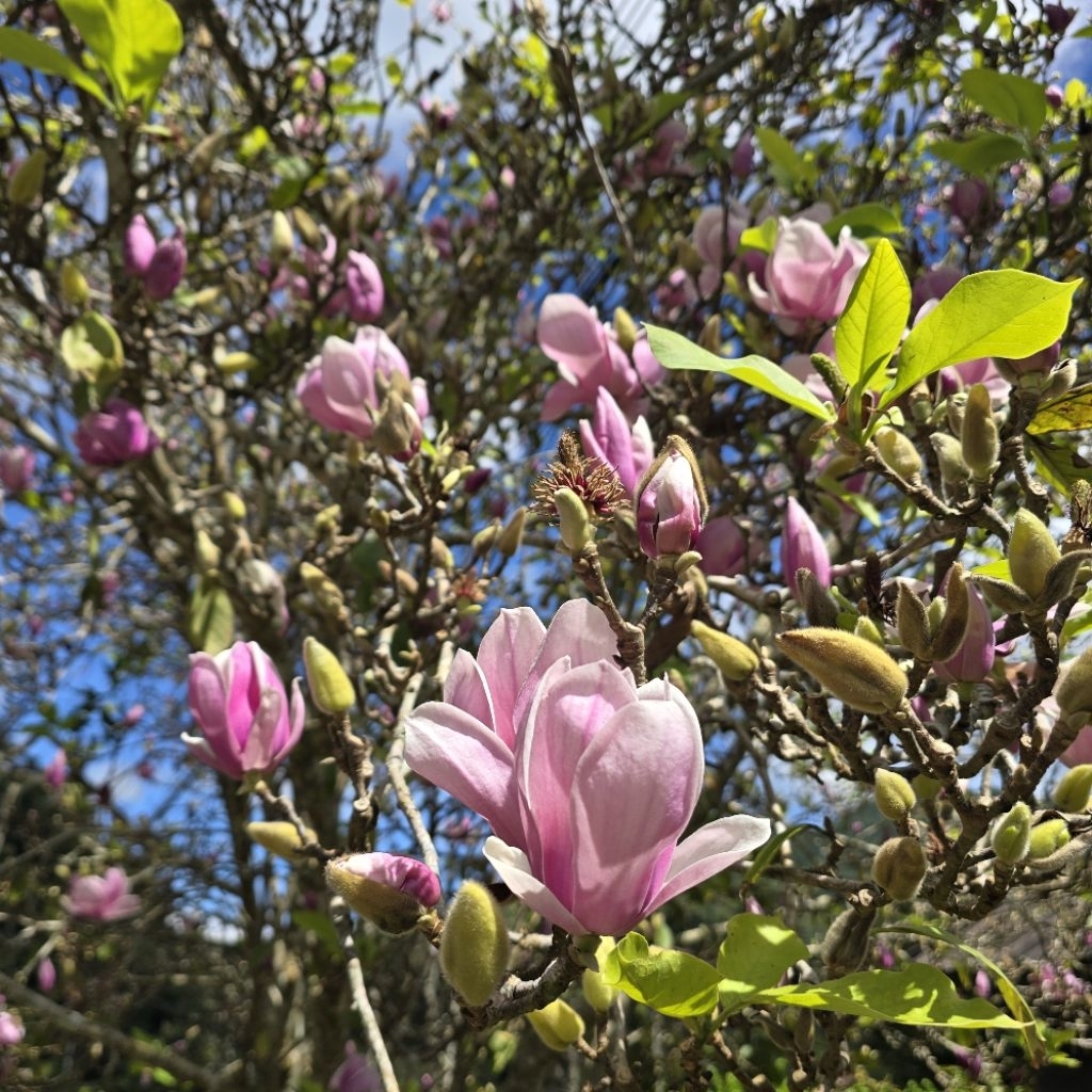 ต้นแมกโนเลีย magnolia ต้น100cm-120cm ก้านหนาแข็งแรง