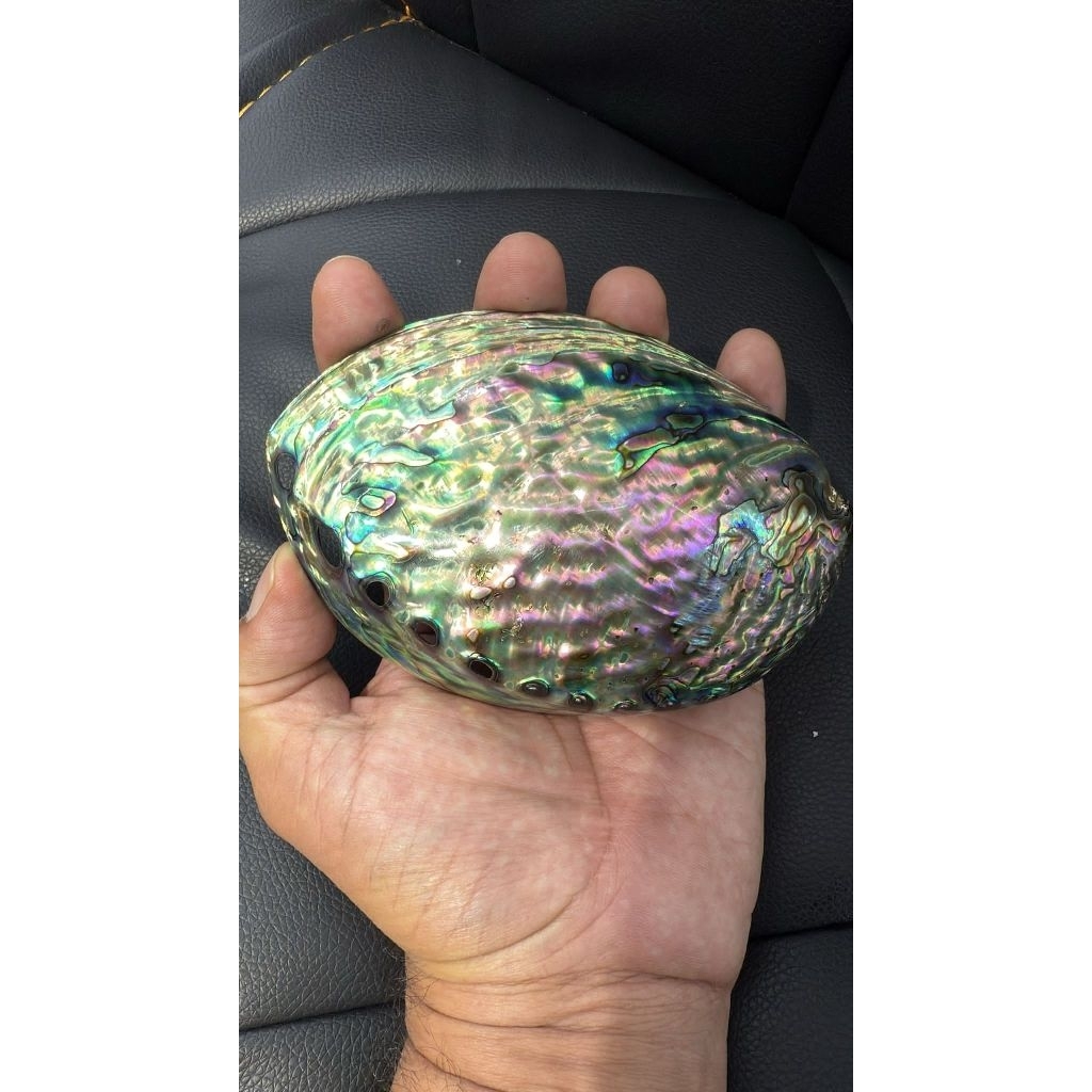 Abalone shell เปลือกหอยอะบาโลน (หอยเป๋าฮื้อ) 