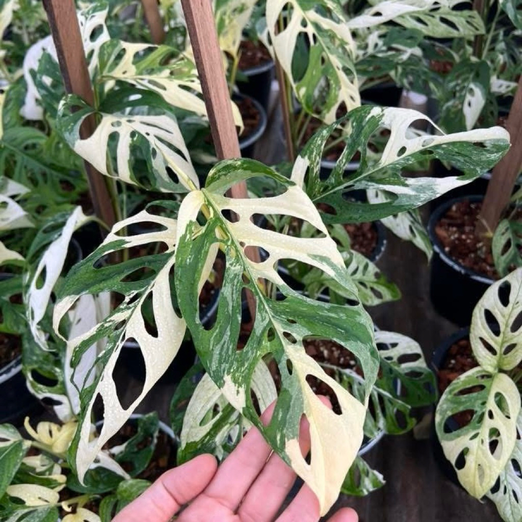 อคูมินาต้าด่างขาว Monstera Acuminata​  Var.