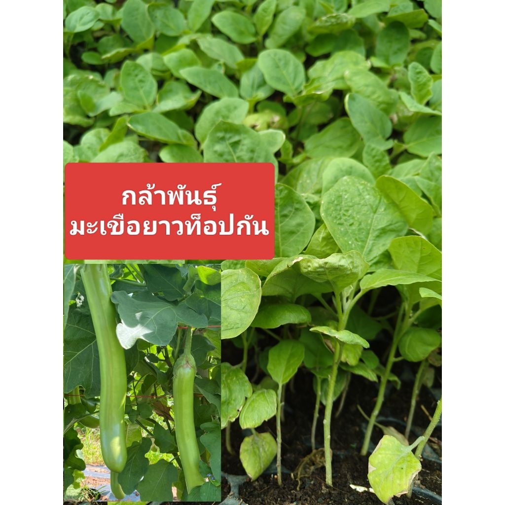กล้าพันธุ์ มะเขือยาวท็อปกัน(ยกถาด105ต้น)มะเขือยาวเขียว