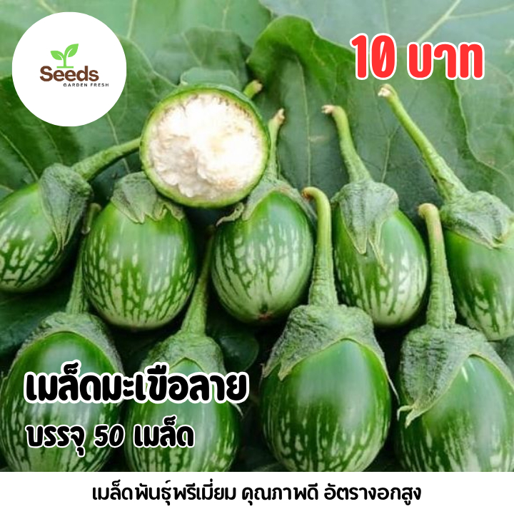 เมล็ดมะเขือลาย บรรจุ 50 เมล็ด