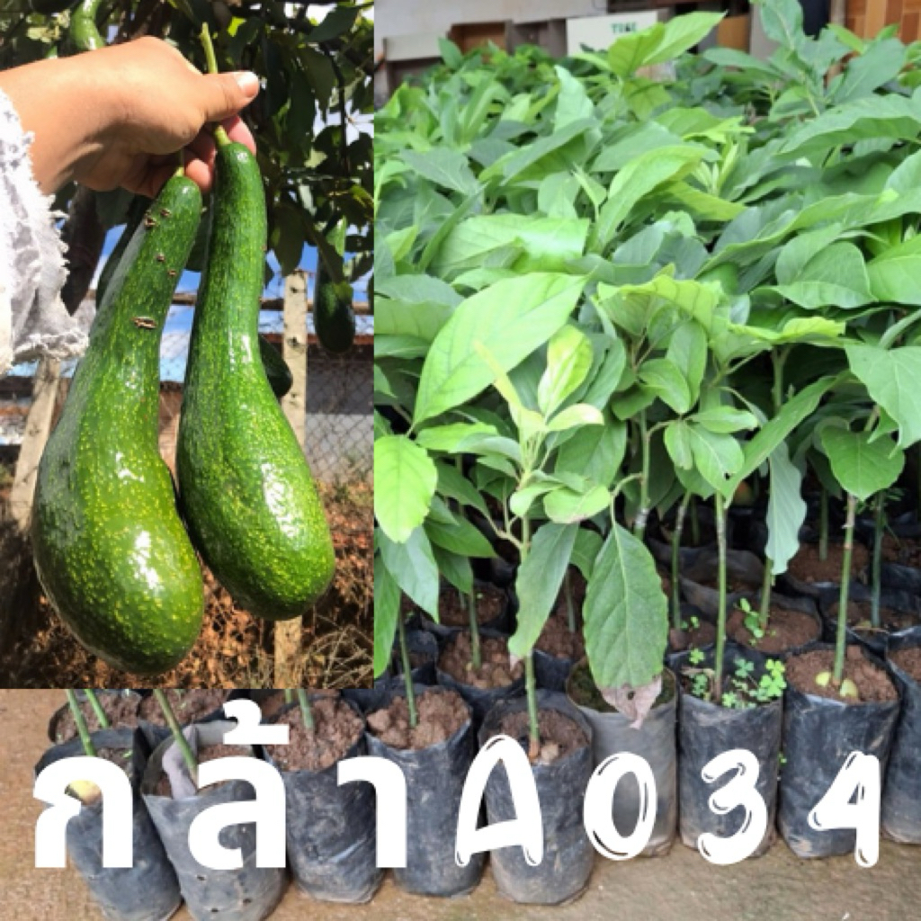 ต้นกล้าอะโวคาโด้ A034 (เสียบยอด) พันธุ์แท้