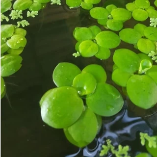 ☘️จอกญี่ปุ่นดาว☘️เลี้ยงง่ายไตไว☘️สร้างบรรยากาศสดใส☘️น้องาปลาวางไข่สดชื่นมากๆค่ะจอกญี่ปุ่นจิ๋ว..20++++.💕🫠☘️☘️☘️