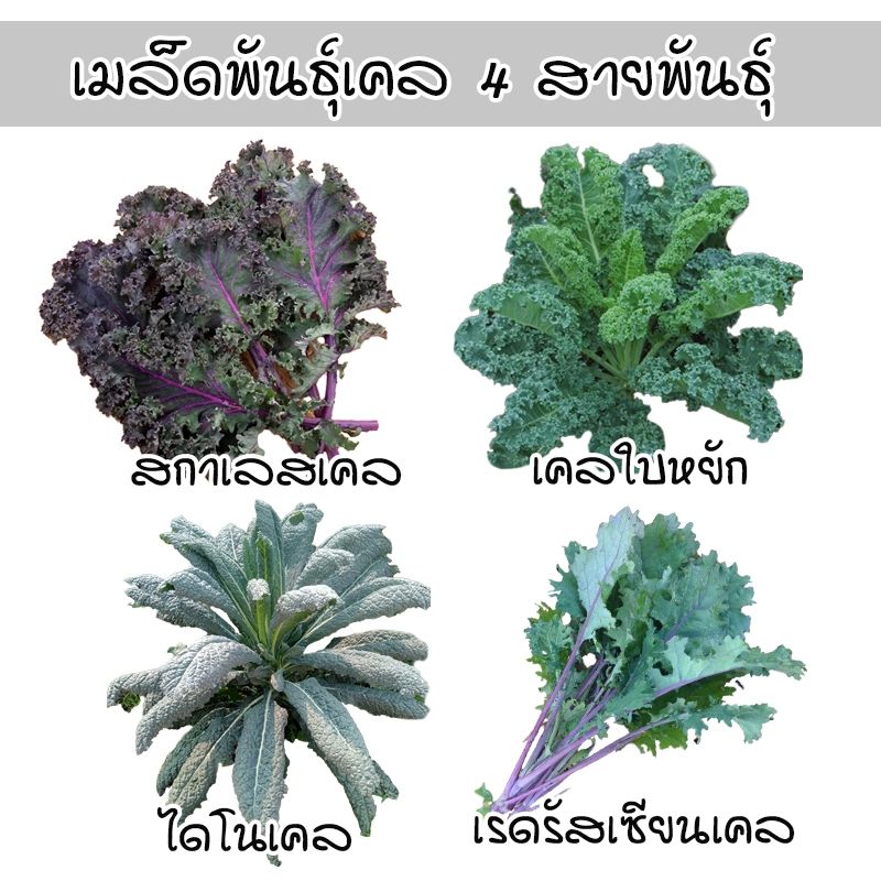 เคล 4 สายพันธุ์ เมล็ดพันธุ์อินทรีย์ออแกนิค Kale เคลใบหยิก โตไว ทนร้อน (ซื้อ 10 แถม 1 คละได้)