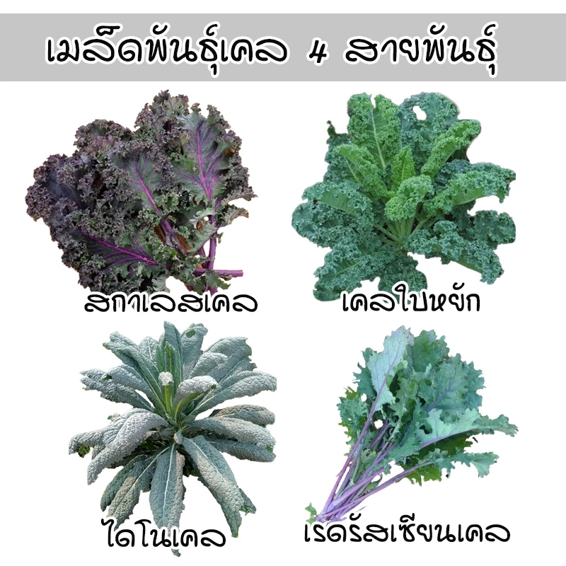 เคล 4 สายพันธุ์ เมล็ดพันธุ์อินทรีย์ออแกนิค Kale เคลใบหยิก โตไว ทนร้อน (ซื้อ 10 แถม 1 คละได้)