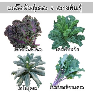 เคล 4 สายพันธุ์ เมล็ดพันธุ์อินทรีย์ออแกนิค Kale เคลใบหยิก โต…