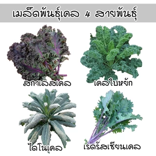 เคล 4 สายพันธุ์ เมล็ดพันธุ์อินทรีย์ออแกนิค Kale เคลใบหยิก โตไว ทนร้อน (ซื้อ 10 แถม 1 คละได้)