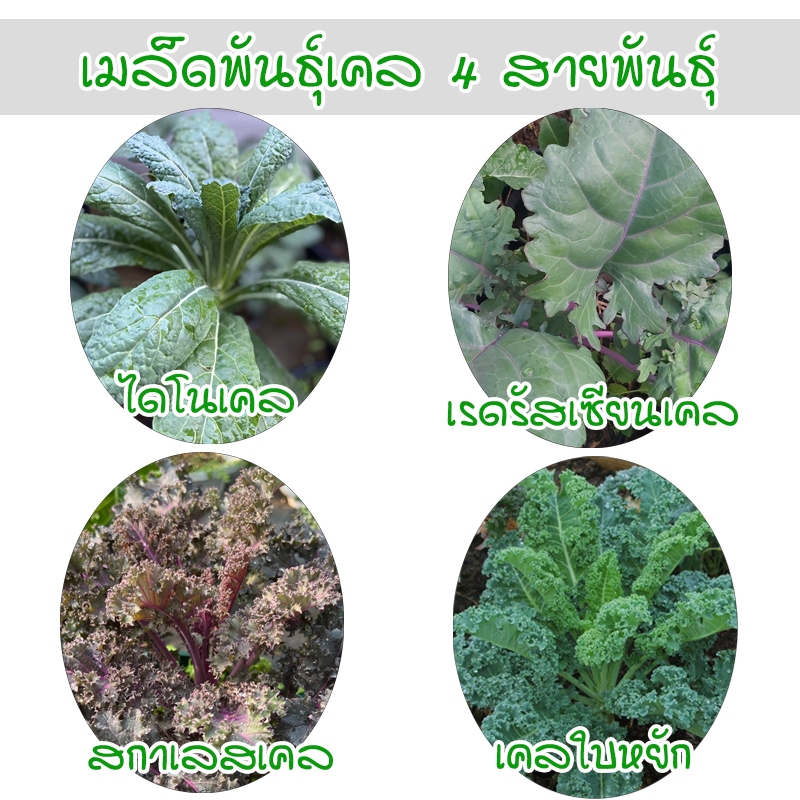 เคล 4 สายพันธุ์ สกาเลส เคลใบหยิก เรดรัสเซียน ไดโนเคล งอกดี ปลูกต่อได้ (ซื้อ 10 แถม 1 คละได้)