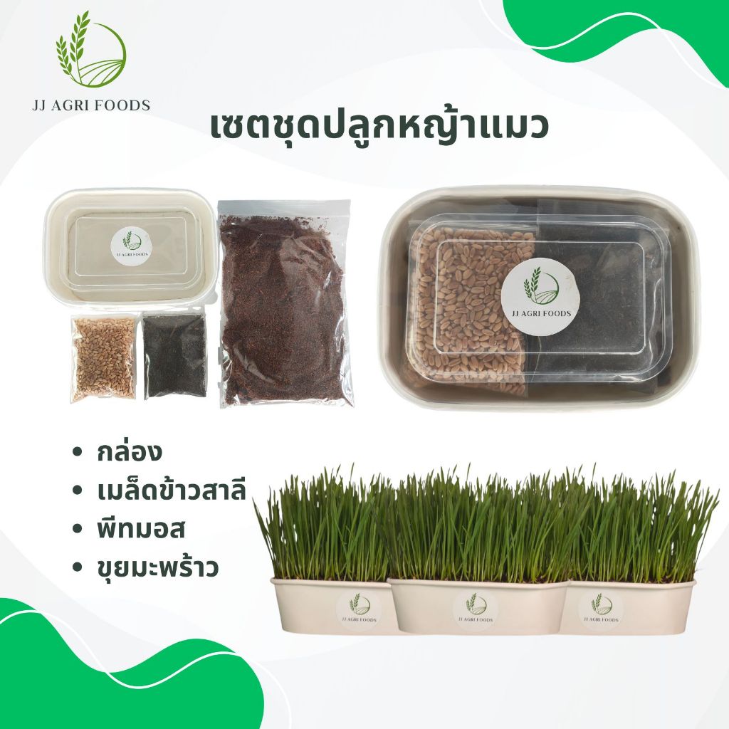 เซตหญ้าแมวพร้อมปลูก ต้นอ่อนข้าวสาลี Cat Grass DIY Set