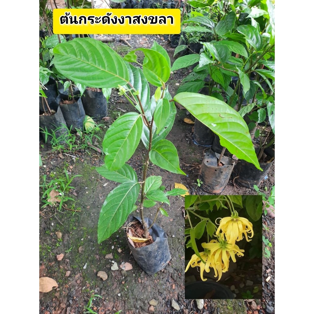 ต้นกระดังงาสงขลา กระดังงาสงขลา