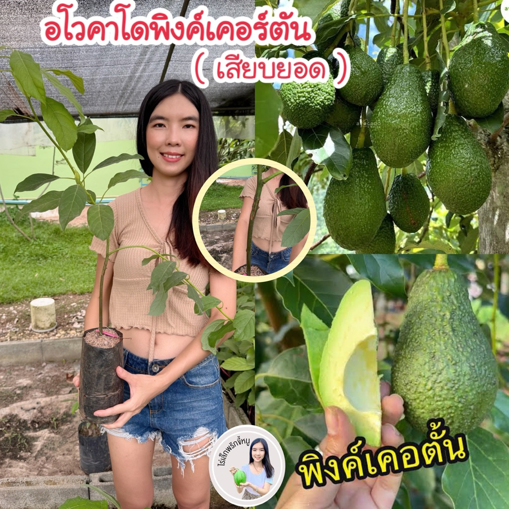 #ต้นอะโวคาโดพิงก์เคอร์ตัน (เสียบยอด) สูงราว30-60 เซน #ต้นอะโวคาโดพิงค์เคอร์ตัน #อะโวคาโดพิ้งค์เคอร์ตัน