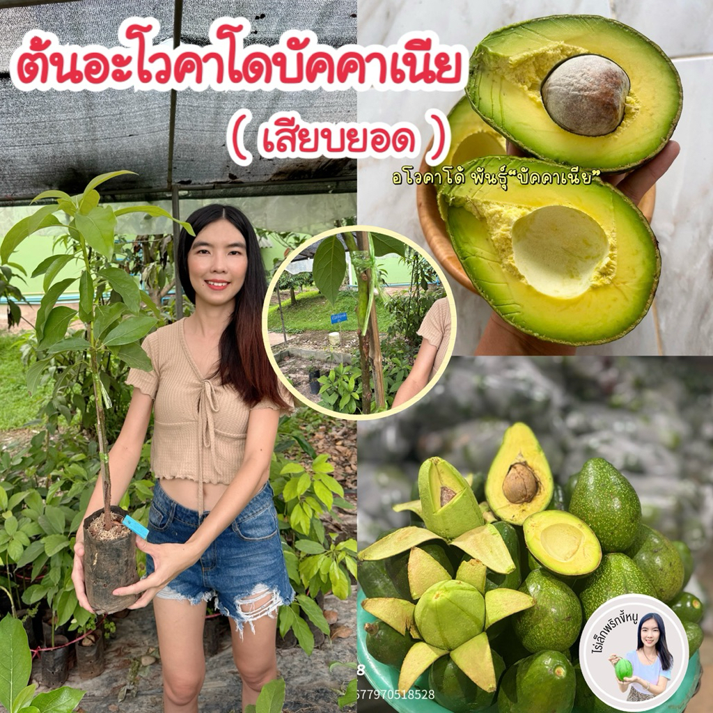 #ต้นอะโวคาโดบัคคาเนีย (เสียบยอด) สูง 30-60 เซน