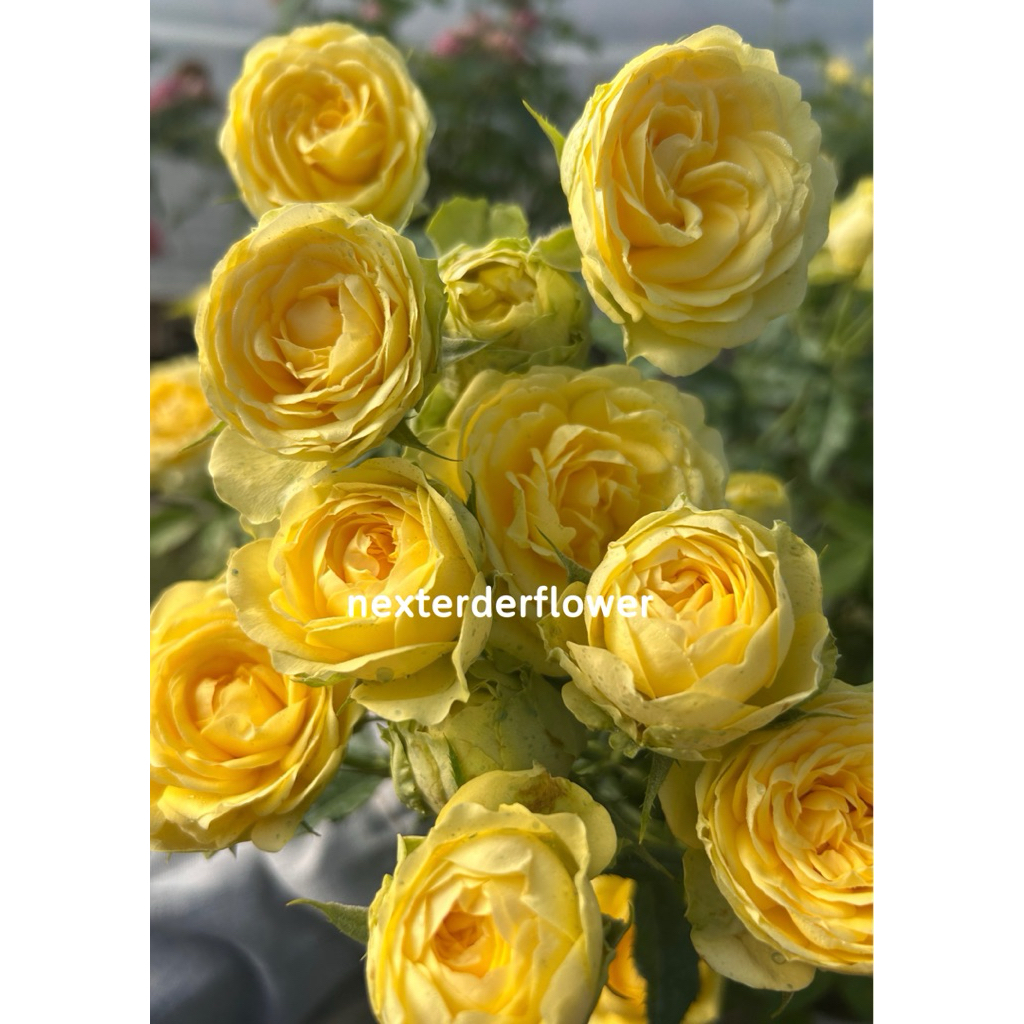 กุหลาบเฟสติเวล เทเรซ่า พี่น้องฝาแฝดกับจุ๊ยซี่ festival terrazza rose สีเหลือง สวยน่าทะนุถนอม น่ารักมากๆ