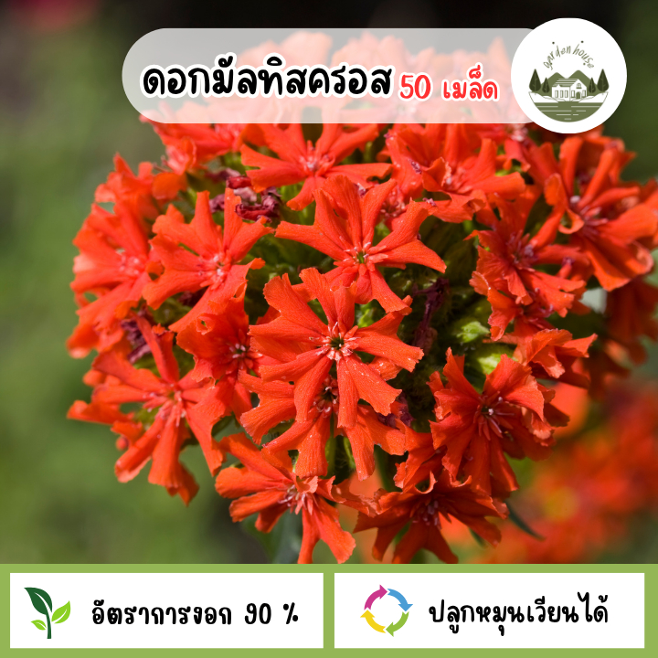 เมล็ดพันธุ์ดอกมัลทิสครอส 50 เมล็ด