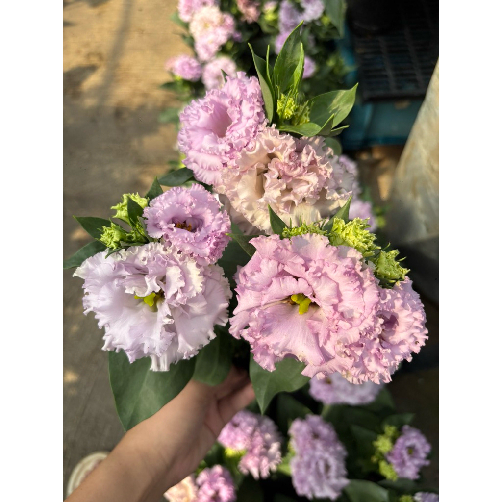สายพันธุ์แคาะต้นเตี้ย #กุหลาบไลเซนทัส #Lisianthus 🌹หรือ #กุหลาบเวียดนามกระถาง5นิ้วเลือกสีได้30-40 นำเข้า